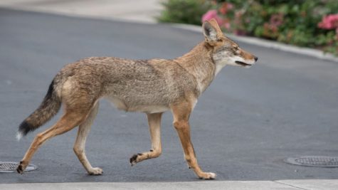 A coyote roams an Irvine neighborhood on Monday, August  21, 2017.  (Photo by Mindy Schauer, Orange County Register/SCNG)