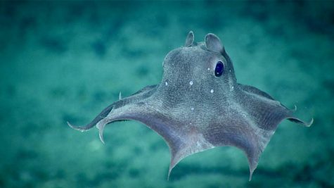 The Secret Life of a Dumbo Octopus