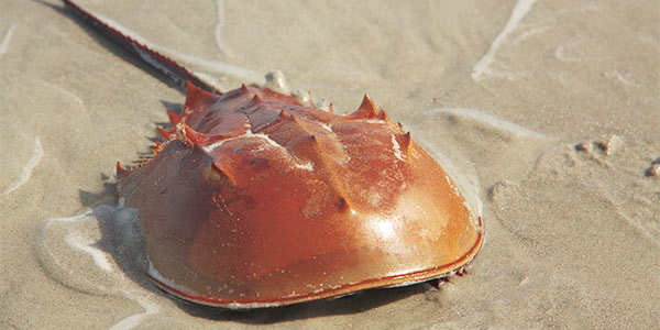 The Wonder of Horseshoe Crabs