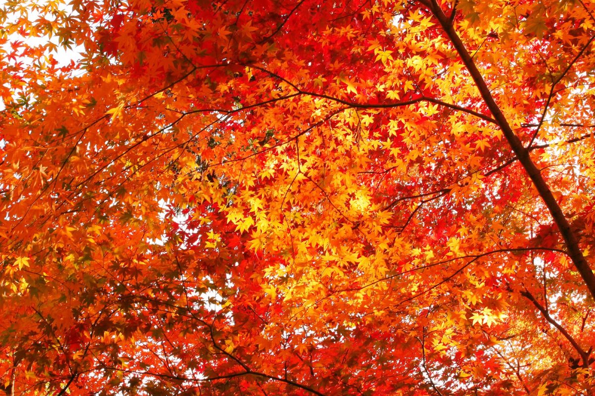 How and Why Leaves Change Color